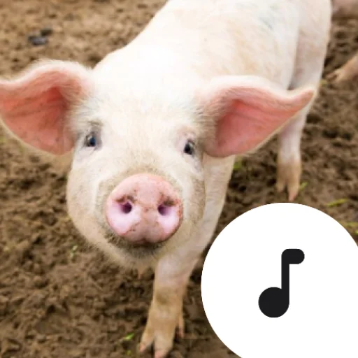 Pig Sounds ডাউনলোড করুন – মজার পিগ সাউন্ডবোর্ড অ্যাপ
